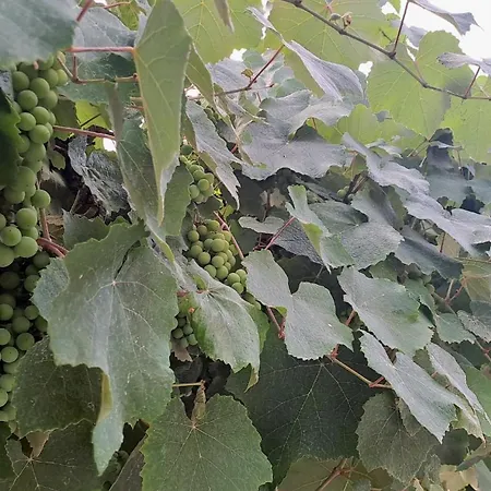 The Sweet 포그라데츠