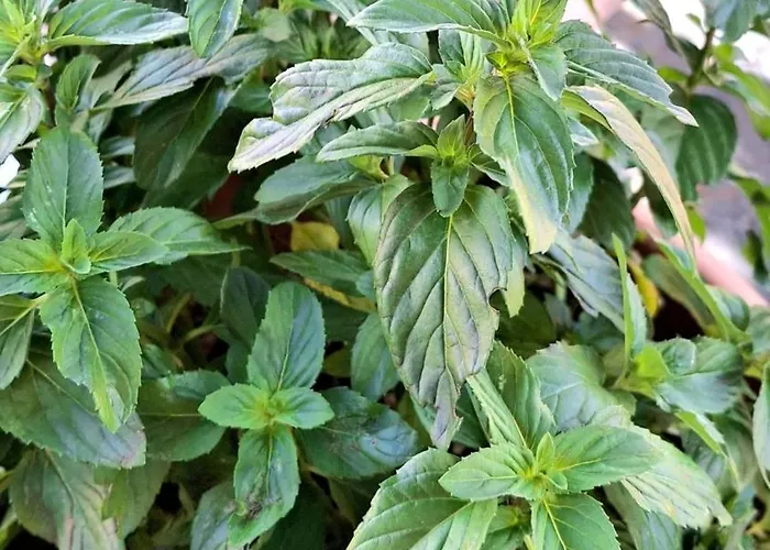 The Sweet וילה *