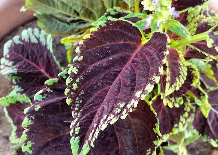 The Sweet * פוגרדץ