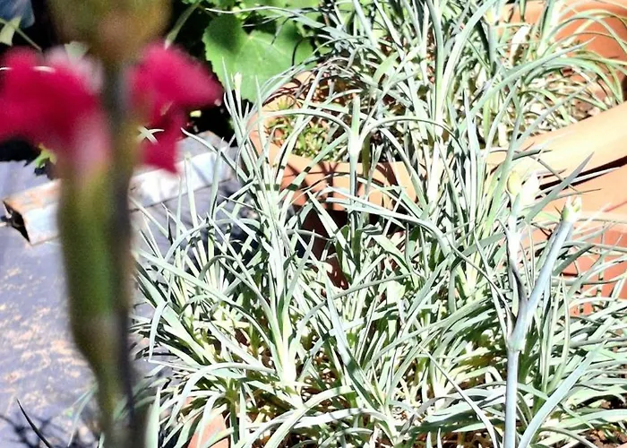 The Sweet וילה *