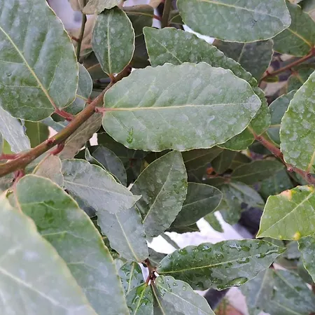 Villa The Sweet Pogradec