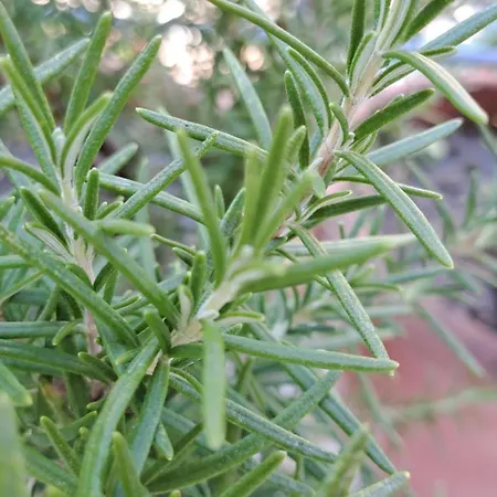 The Sweet فيلة بورغراديك