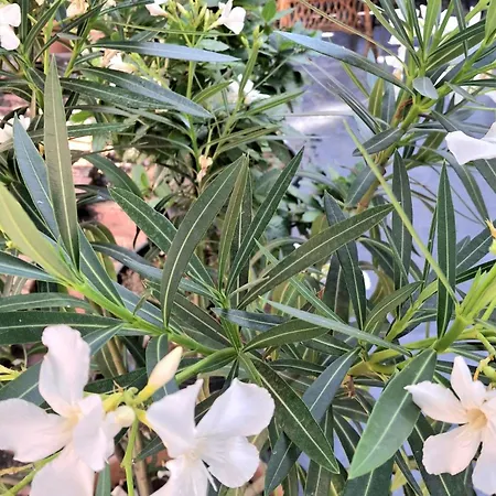 The Sweet Villa Pogradec