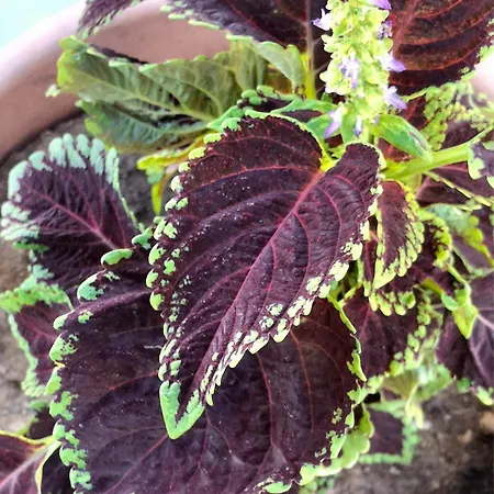 The Sweet * Pogradaş