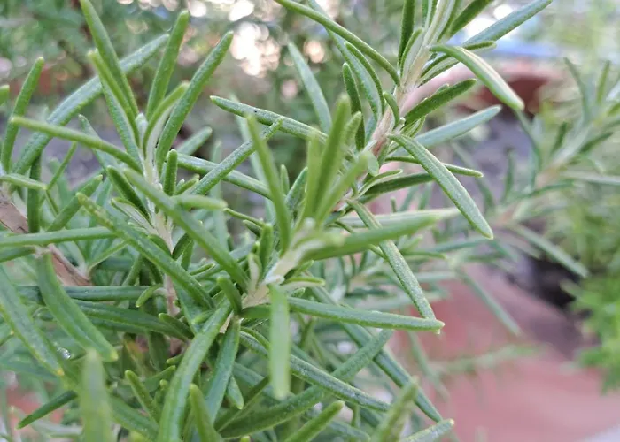 The Sweet Villa Pogradec